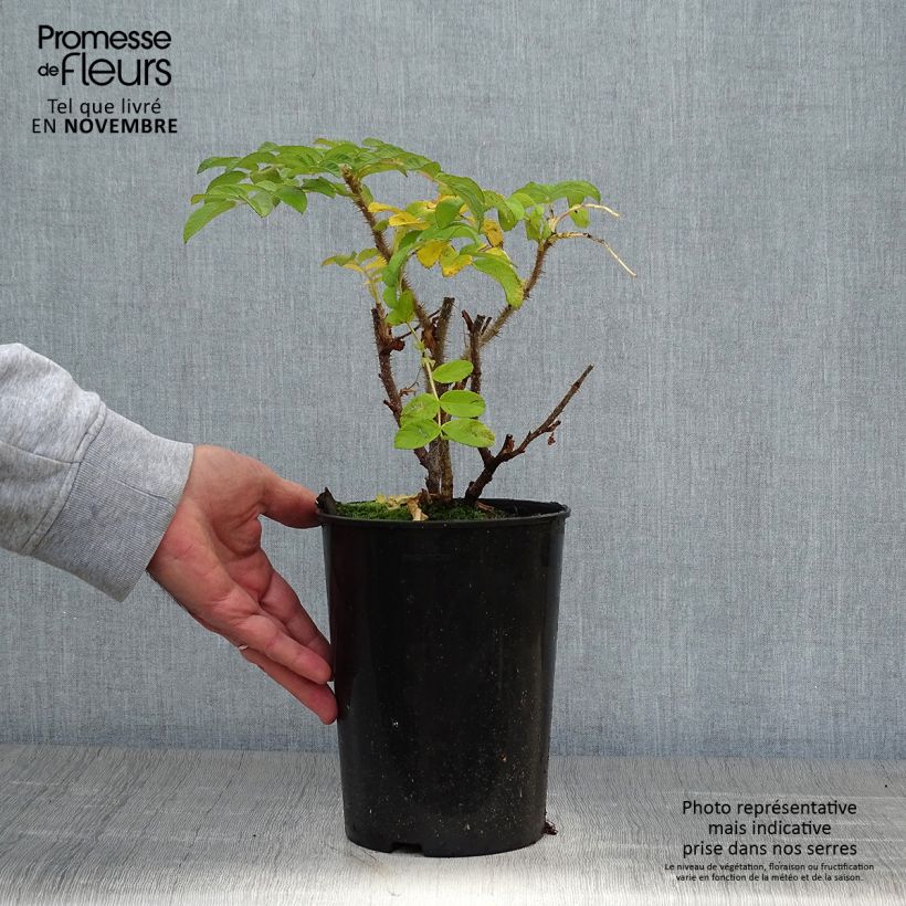 Spécimen de Rosier rugosa Rubra Pot de 2L/3L, Qualité 2 branches tel que livré en automne