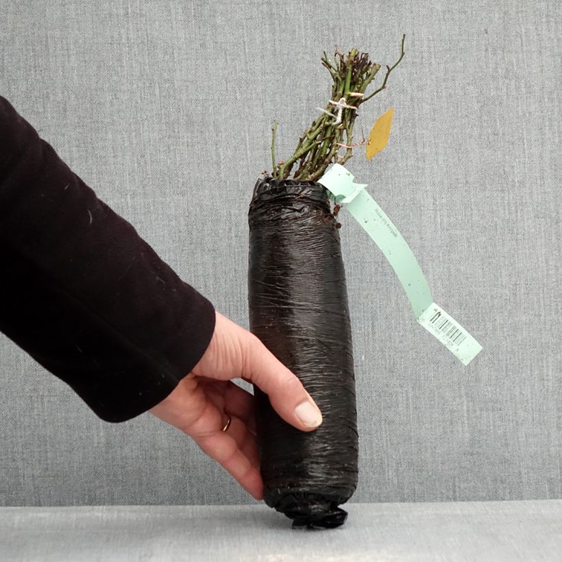 Example of Rosier Sans Contraintes Knirps Racines nues en motte as you get in hiver