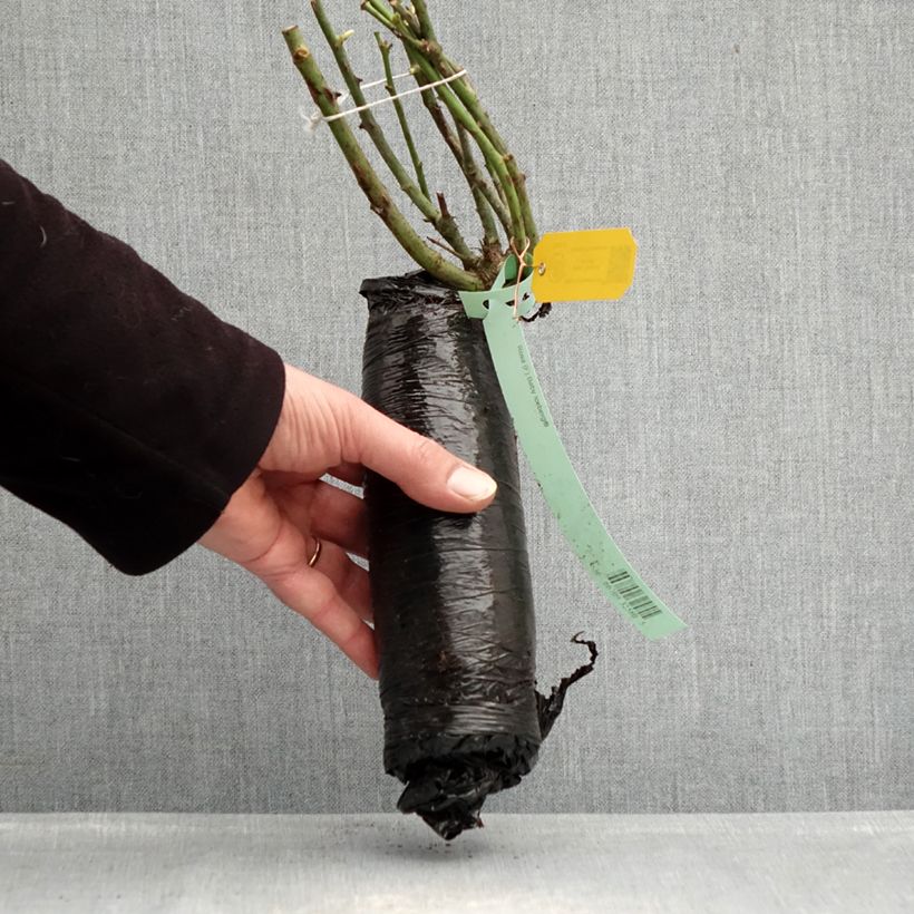 Spécimen de Rosier Sans Contraintes Toscana / Gärtnerfreude Racines nues en motte tel que livré en hiver