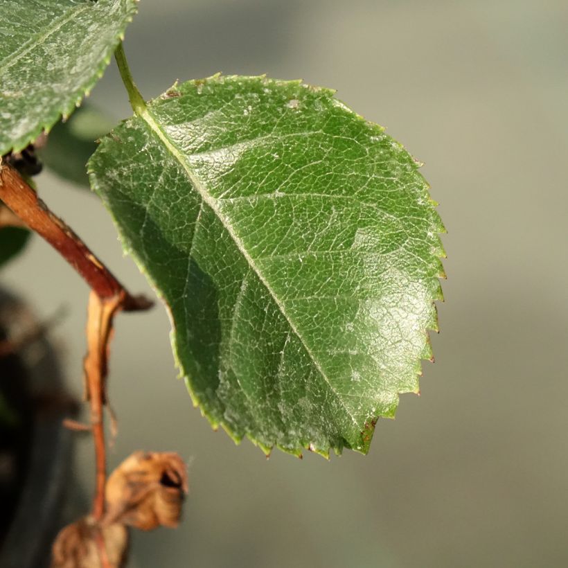 Rosier See You In Purple (Foliage)