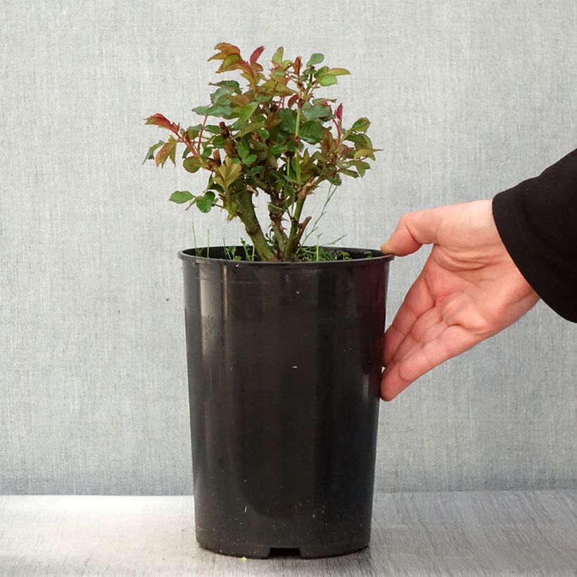 Example of Rosier See You In Red Pot de 4L/5L as you get in printemps