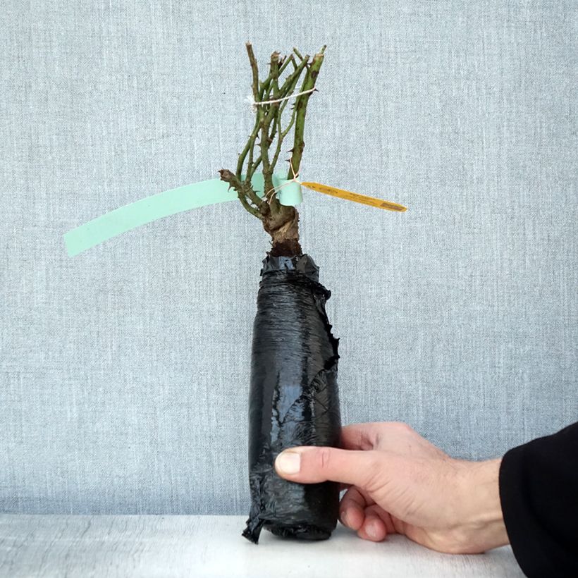 Example of Rosier See You in rosé Racines nues en motte as you get in hiver