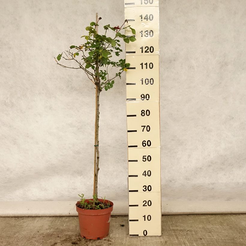 Spécimen de Rosier Tige anglais David Austin Gabriel Oak  Pot de 4L/5L, Tige, Tige de 70/90 tel que livré en été