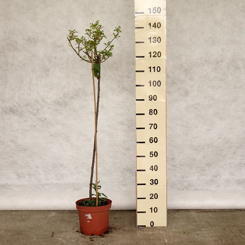 Example of Rosier tige Ballerina  Pot de 7,5L/10L, Tige, Tige de 90/120 as you get in printemps