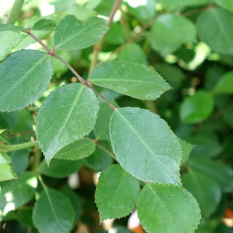 Rosier tige Bonica (Foliage)