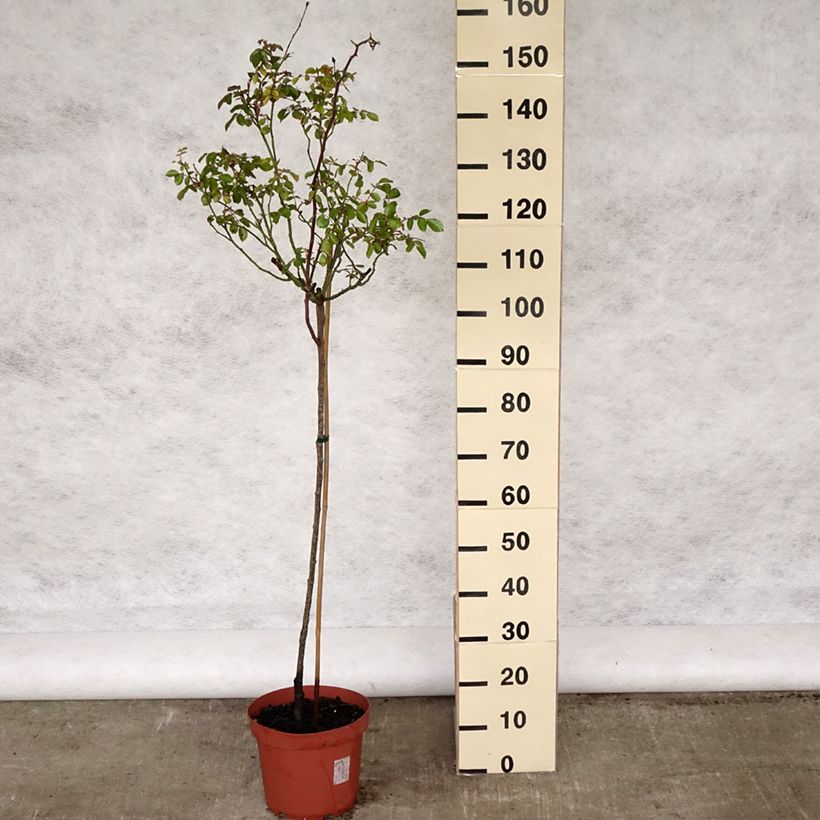 Example of Rosier tige Bonica Pot de 7,5L/10L, Tige, Tige de 120/150 as you get in printemps