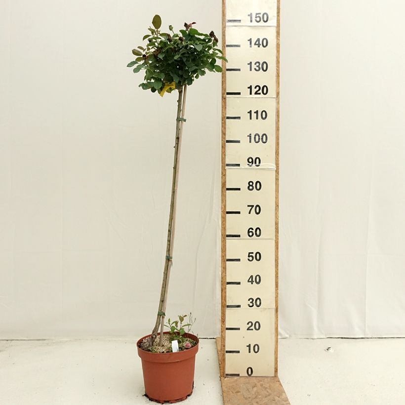Spécimen de Rosier tige Côté jardin Pot de 7,5L/10L, Tige, Tige de 90/120 tel que livré en été