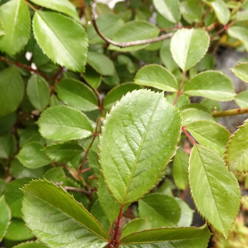 Rosier tige Côté jardin (Foliage)