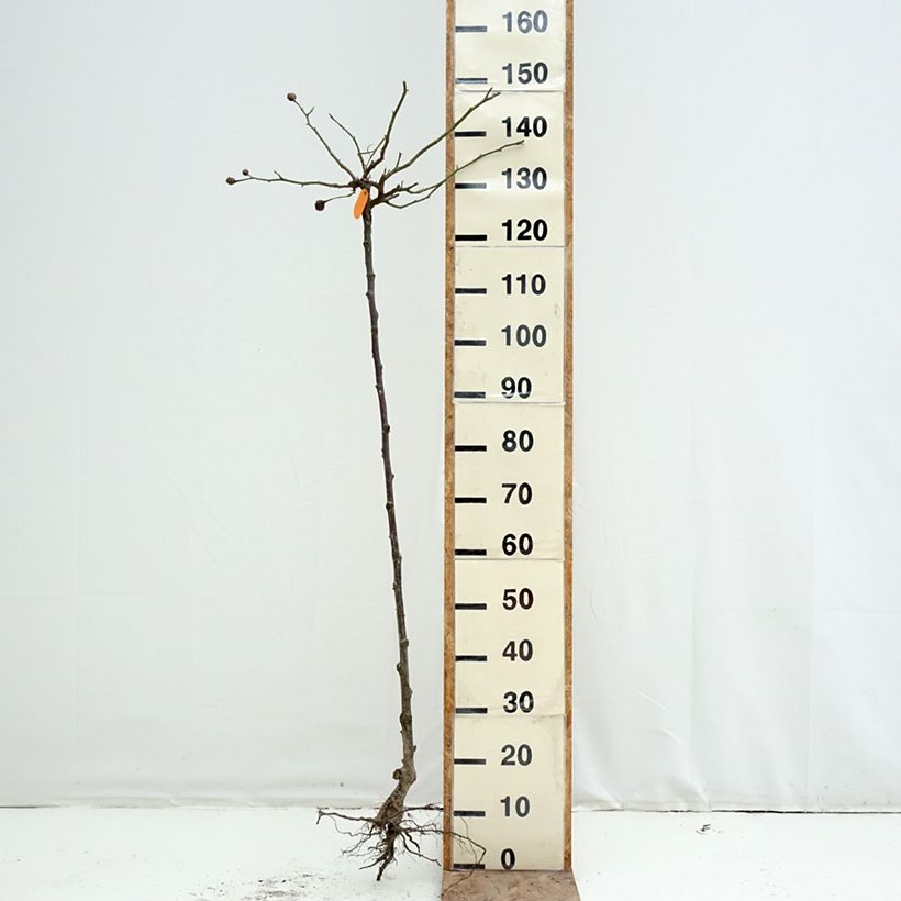 Example of Rosier tige Cyclamen Pierre de Ronsard  Racines nues, Tige as you get in hiver