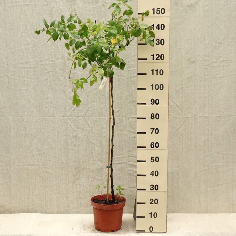 Spécimen de Rosier Tige David Austin Claire Austin Pot de 7,5L/10L, Tige, Tige de 70/90 tel que livré en été