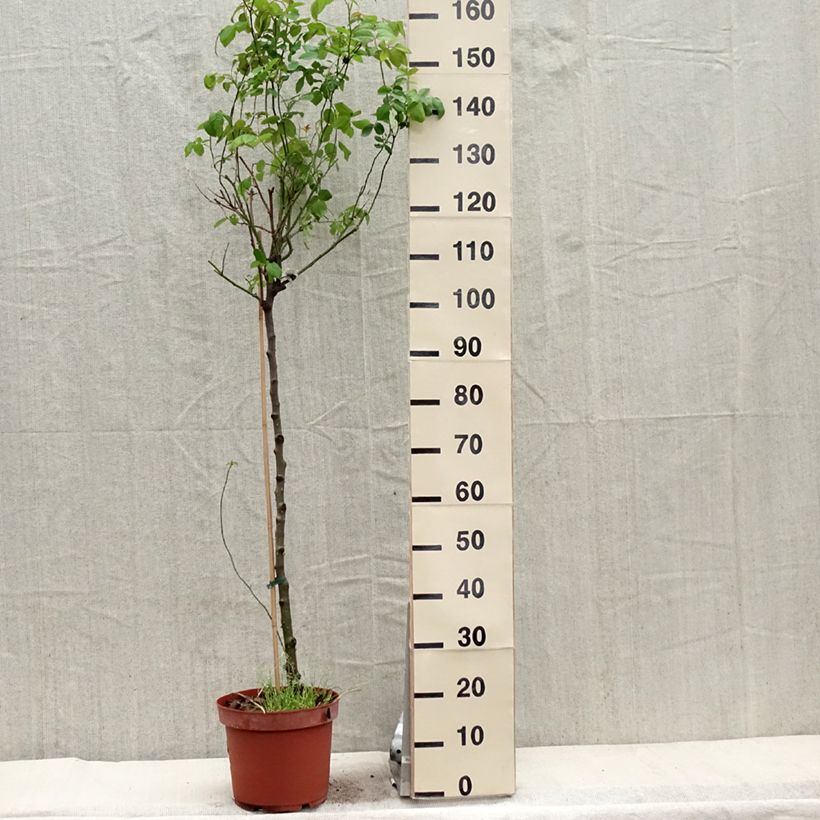 Spécimen de Rosier Tige David Austin Claire Austin Pot de 7,5L/10L, Tige, Tige de 70/90 tel que livré au printemps