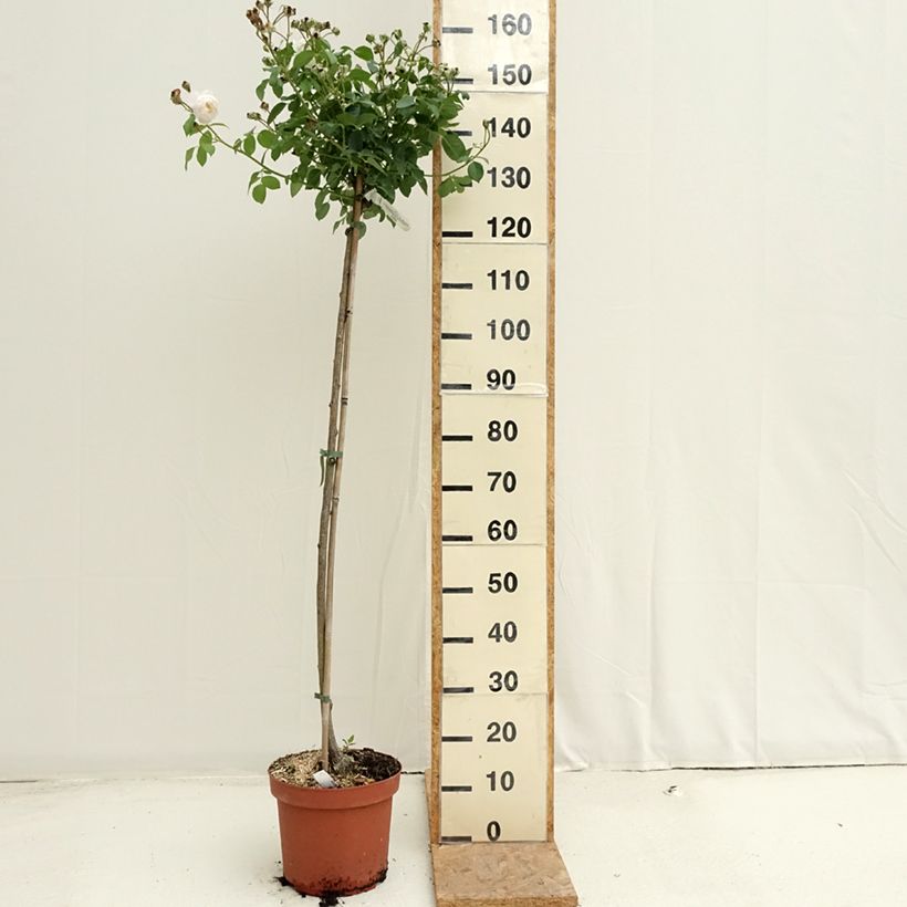 Spécimen de Rosier Tige David Austin Desdemona Pot de 7,5L/10L, Tige, Tige de 70/90 tel que livré en été