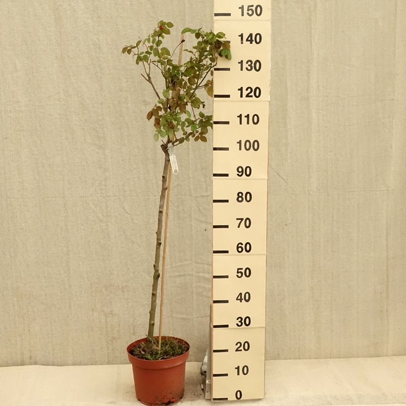 Spécimen de Rosier Tige David Austin Desdemona Pot de 7,5L/10L, Tige, Tige de 70/90 tel que livré au printemps