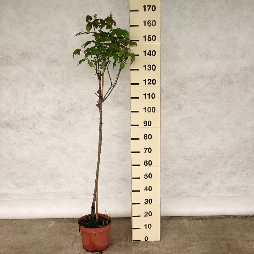 Example of Rosier Tige David Austin Gertrude Jekyll  Pot de 7,5L/10L, Tige, Tige de 70/90 as you get in printemps