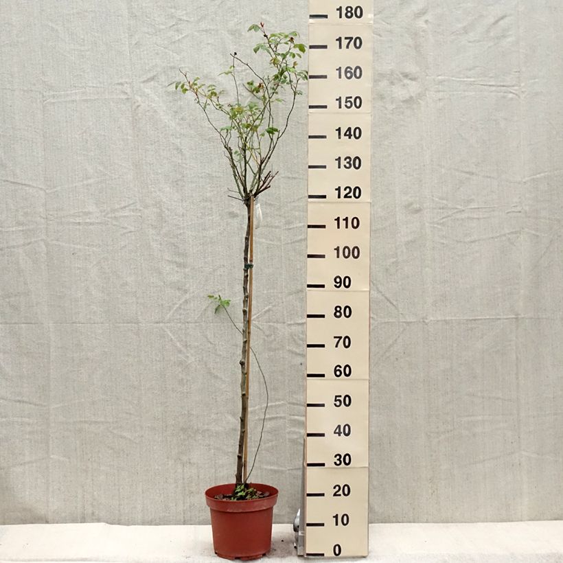 Spécimen de Rosier Tige David Austin Lady Of Shalott Pot de 4L/5L, Tige, Tige de 90/120 tel que livré au printemps