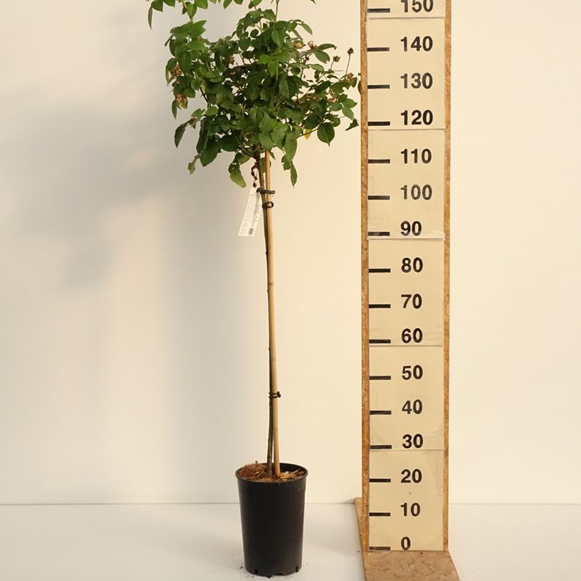 Example of Rosier Tige David Austin Olivia Rose Austin Pot de 7,5L/10L, Tige, tige de 70/90cm as you get in ete