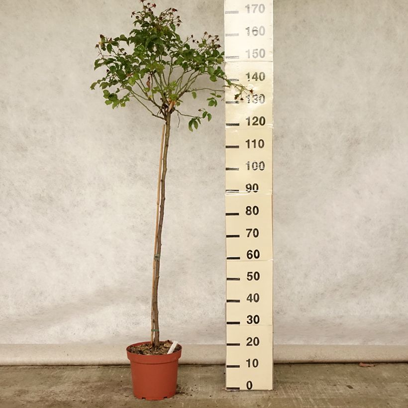 Spécimen de Rosier tige Decorosier Calizia Pot de 7,5L/10L, Tige, Tige de 90/120 tel que livré en été