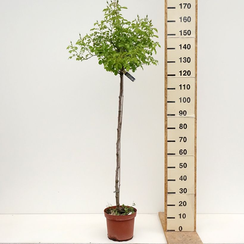 Spécimen de Rosier tige Decorosier Celina Pot de 7,5L/10L, Tige, Tige de 120/150 tel que livré au printemps