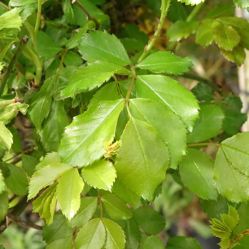 Rosier tige Decorosier Celina (Feuillage)