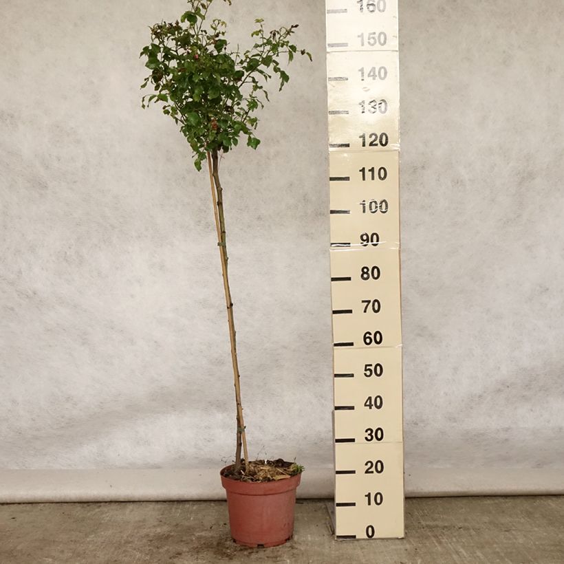 Spécimen de Rosier tige Decorosier Emera Pot de 7,5L/10L, Tige, Tige de 90/120 tel que livré en été
