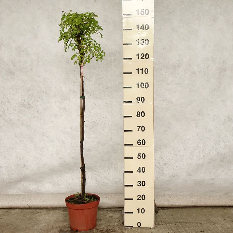 Spécimen de Rosier tige Decorosier Mareva Pot de 7,5L/10L, Tige, Tige de 70/90 tel que livré en été