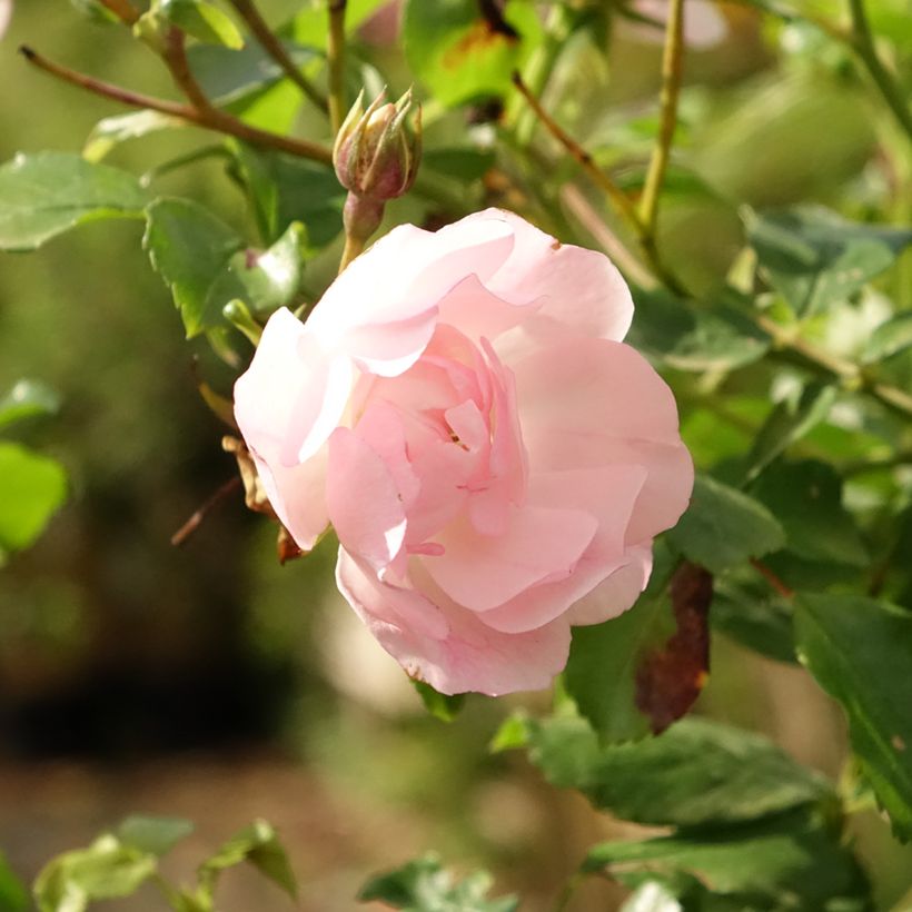 Rosier tige Decorosier Mareva (Floraison)