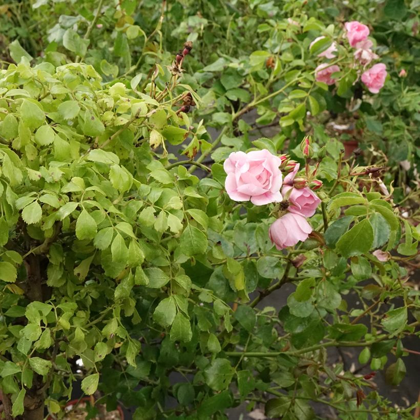 Rosier tige Decorosier Mareva (Port)