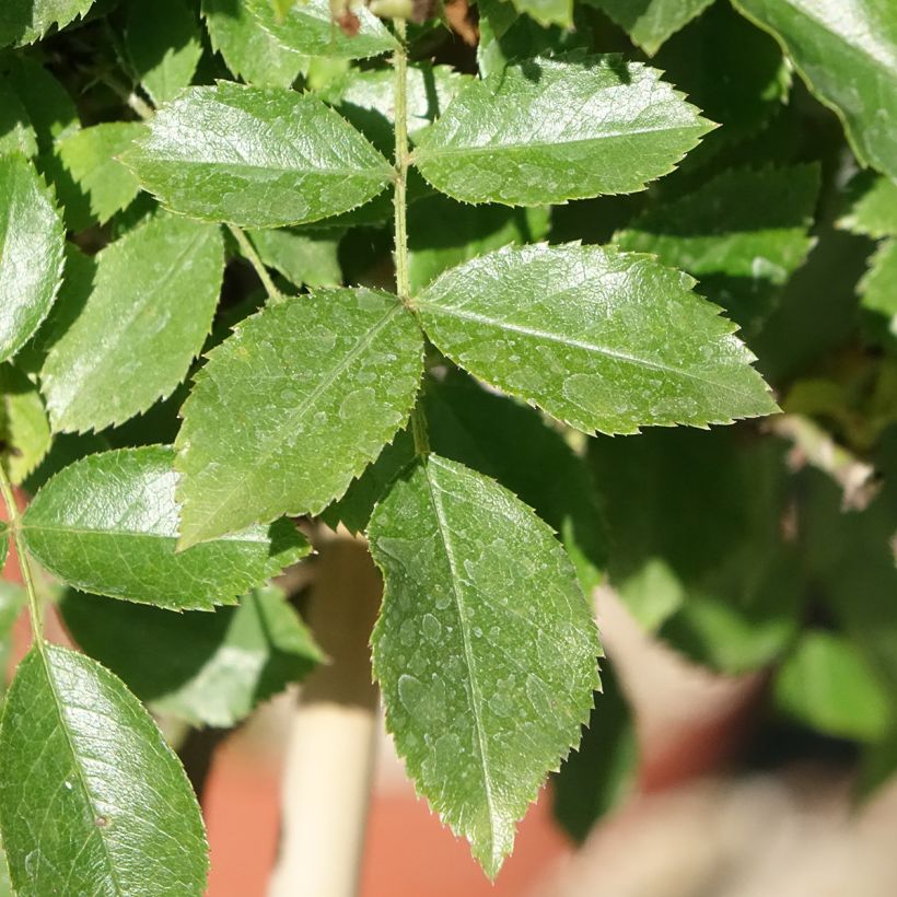 Rosier tige Decorosier Opalia (Feuillage)