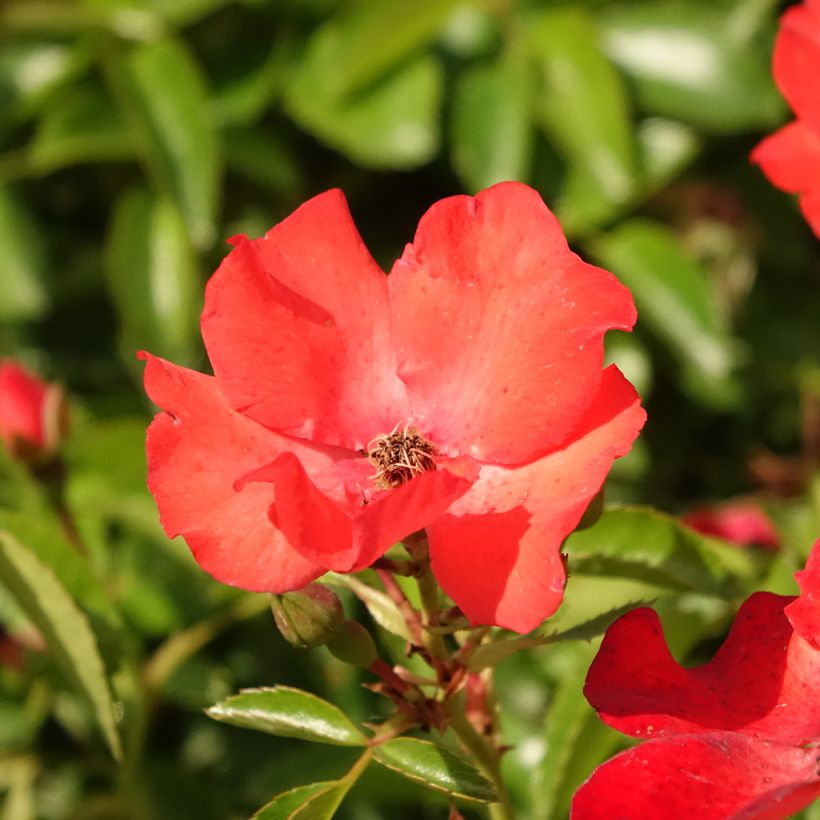 Rosier Tige Décorosiers Isalia (Flowering)