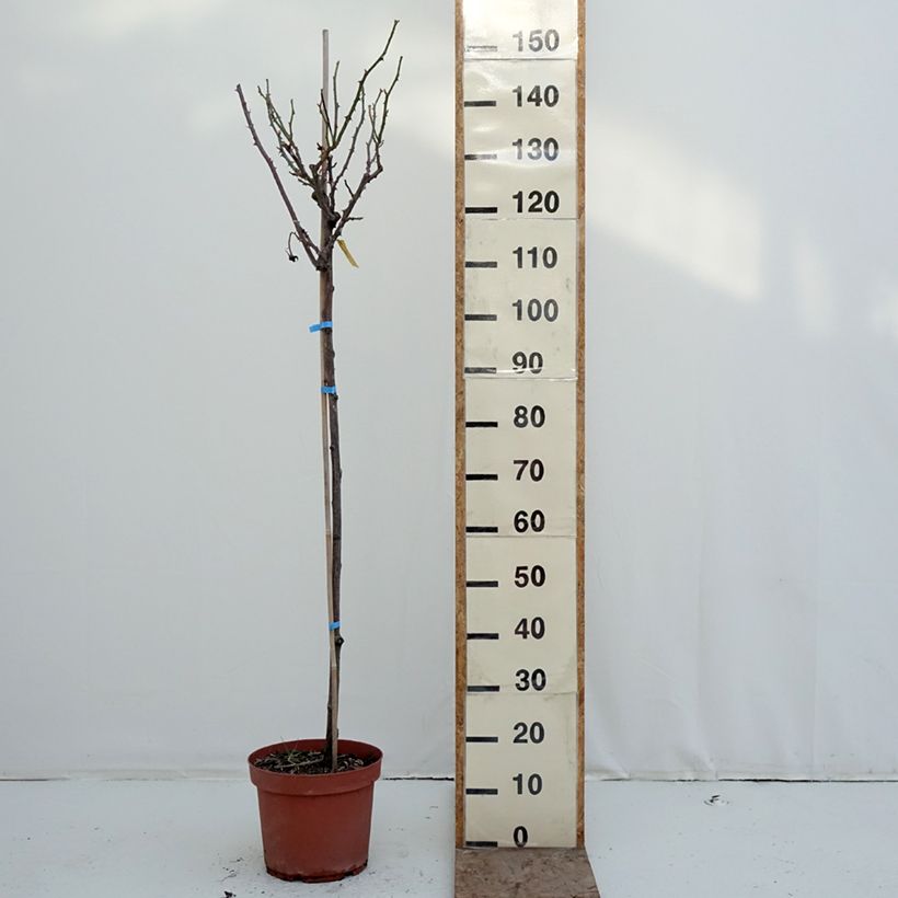 Spécimen de Rosier tige Dominica Intercomdoor  Pot de 7,5L/10L, Tige, Tige de 120/150 tel que livré en hiver