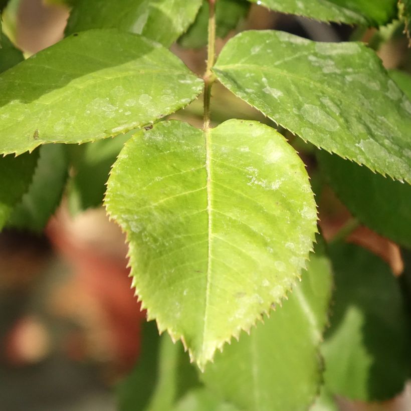 Rosier tige Dominica Intercomdoor  (Feuillage)