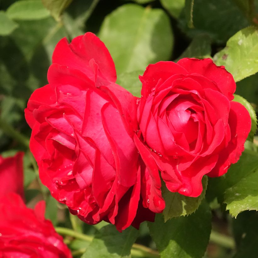 Rosier tige Dominica Intercomdoor  (Floraison)