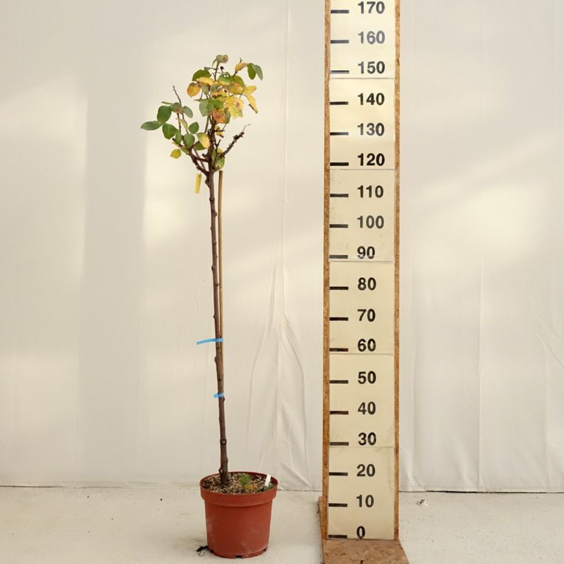 Spécimen de Rosier tige Dominica Intercomdoor  Pot de 7,5L/10L, Tige, Tige de 120/150 tel que livré en automne