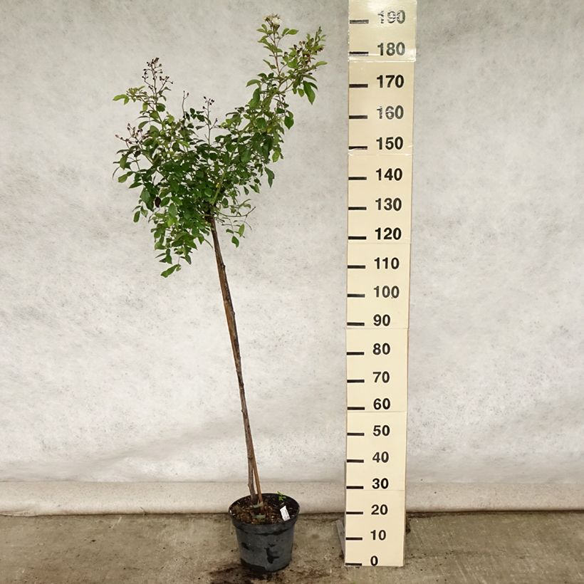 Spécimen de Rosier tige Guirlande d'Amour Pot de 7,5L/10L, Tige, Tige de 90/120 tel que livré en été