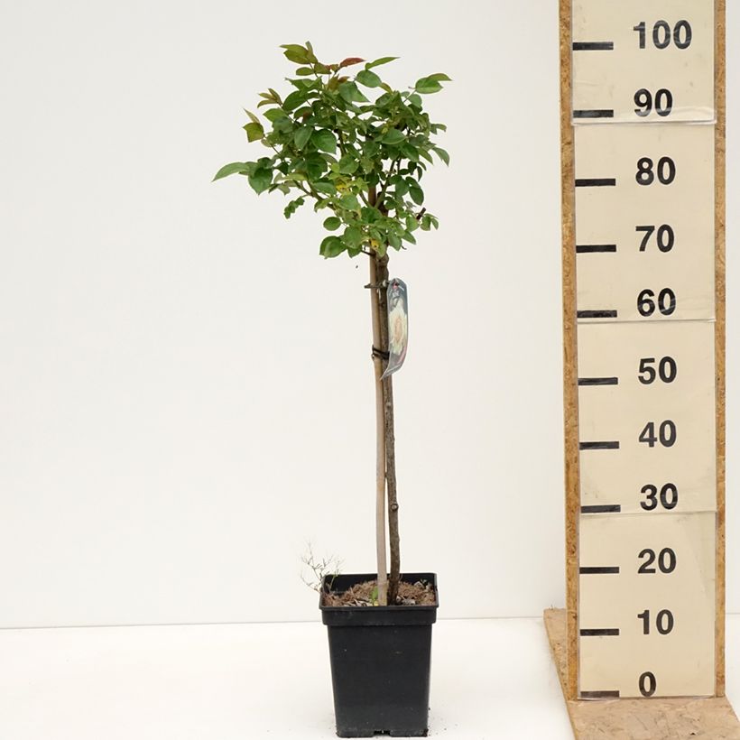 Example of Rosier tige Hansestadt Rostock Pot de 4L/5L, Tige, Tige de 60/70 as you get in printemps