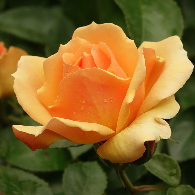 Rosier tige Hansestadt Rostock (Flowering)