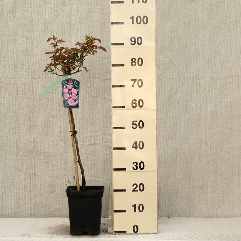 Example of Rosier tige Heidi Klum  Pot de 7,5L/10L, Tige, Tige de 50/60 as you get in printemps