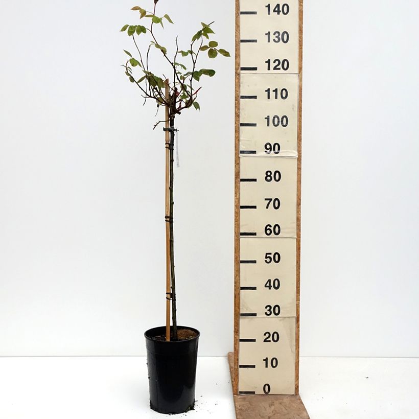 Spécimen de Rosier tige Ingrid Bergman Pot de 7,5L/10L, Tige, Tige de 120/150 tel que livré au printemps