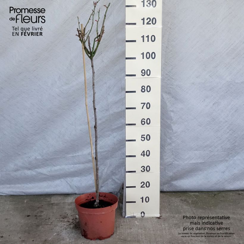 Example of Rosier tige Ingrid Bergman Pot de 7,5L/10L, Tige, Tige de 120/150 as you get in hiver
