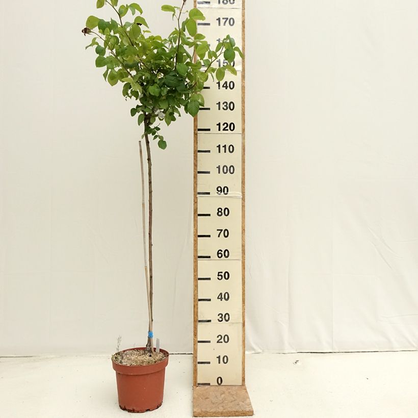 Example of Rosier Tige Landora  Pot de 7,5L/10L, Tige, Tige de 90/120 as you get in ete