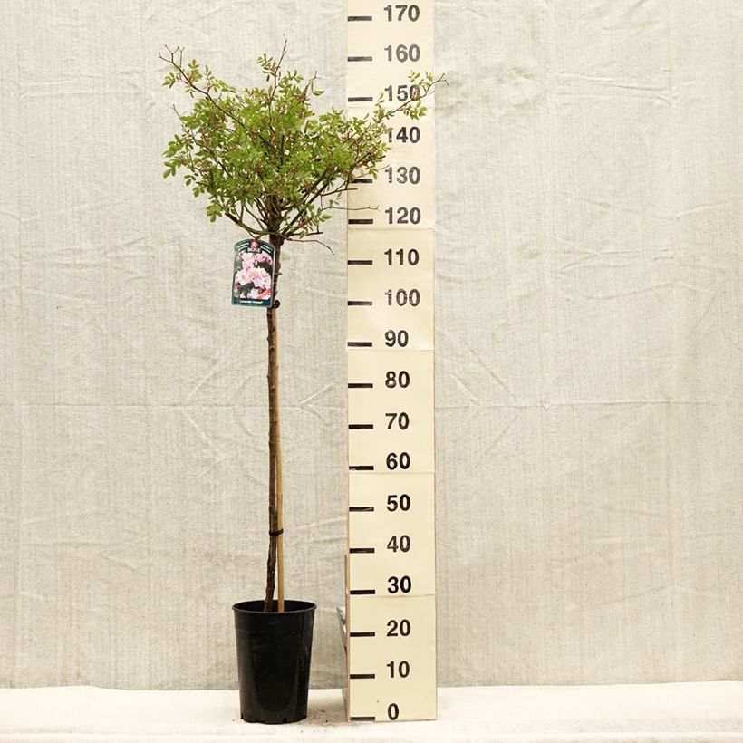 Example of Rosier tige Lavender Dream Pot de 7,5L/10L, Tige, Tige de 70/90 as you get in printemps