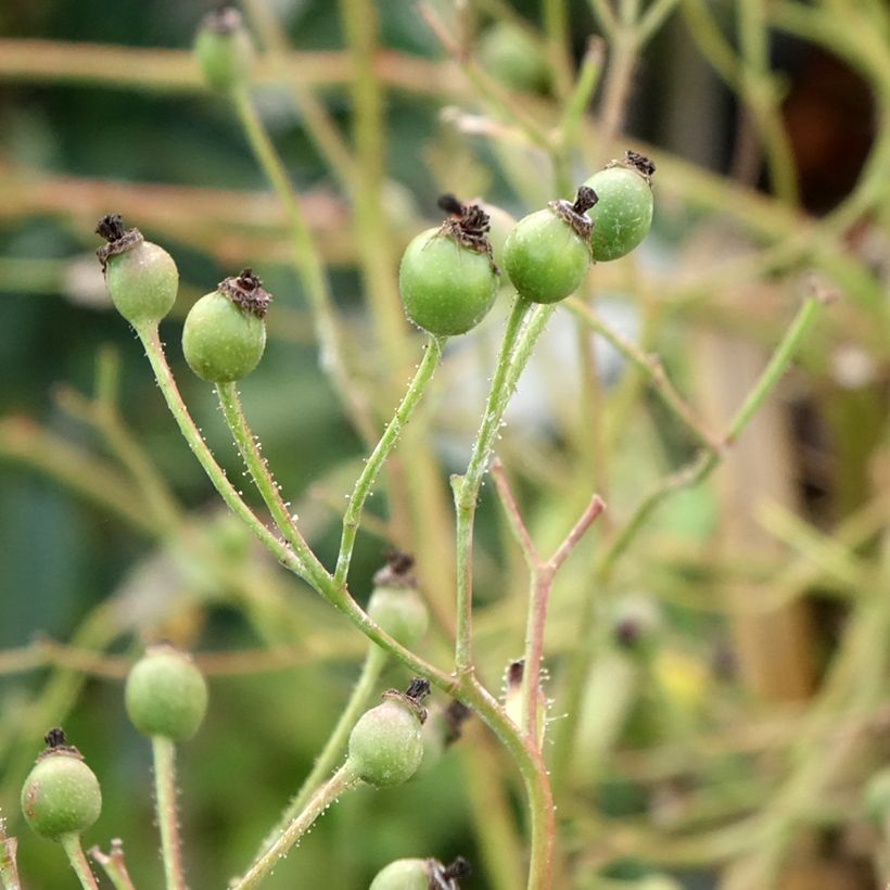 Rosier tige Lavender Dream (Harvest)