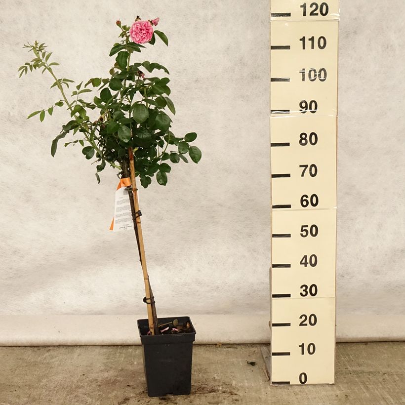 Spécimen de Rosier tige Leonardo da Vinci Pot de 4L/5L, Tige, Tige de 60/70 tel que livré en été