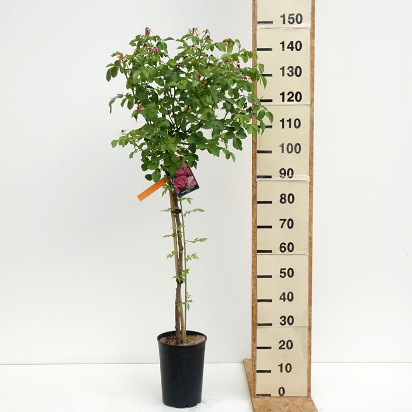 Example of Rosier tige Leonardo da Vinci Pot de 7,5L/10L, Tige, Tige de 90/120 as you get in ete