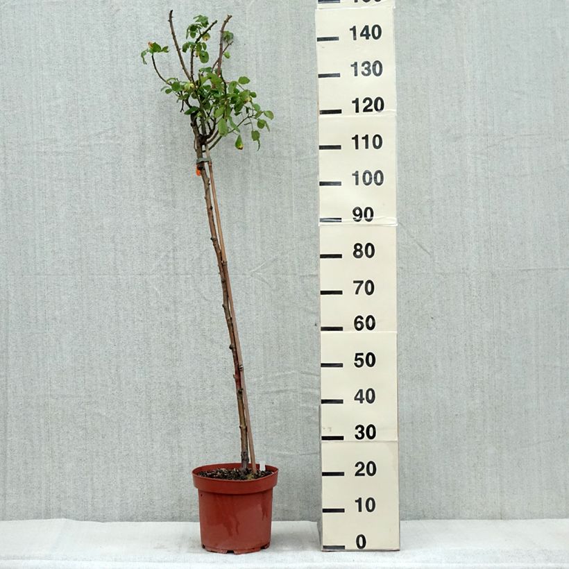Spécimen de Rosier tige Line Renaud  Pot de 7,5L/10L, Tige, Tige de 70/90 tel que livré en automne