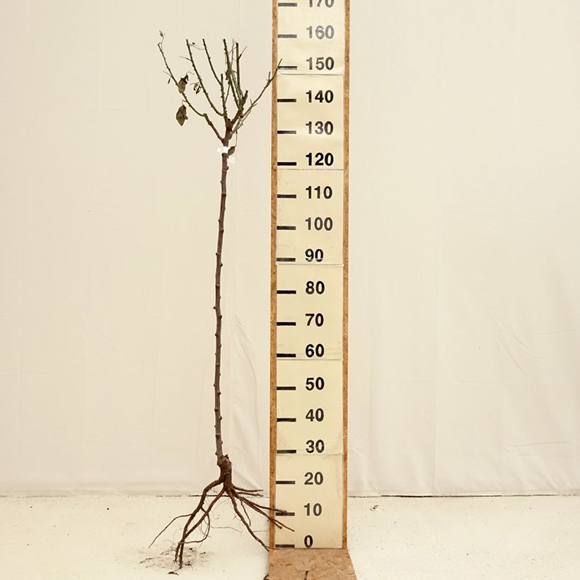 Spécimen de Rosier tige Mister Lincoln Racines nues, Tige, Tige de 90/120 tel que livré en hiver