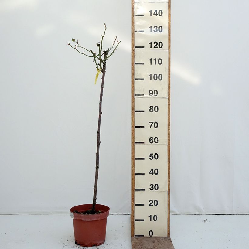 Example of Rosier tige Mythique  Pot de 7,5L/10L, Tige, Tige de 90/120 as you get in hiver