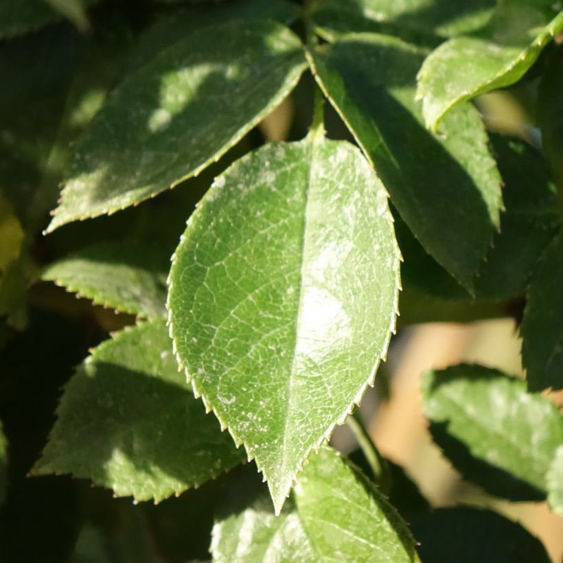 Rosier tige Mythique  (Foliage)