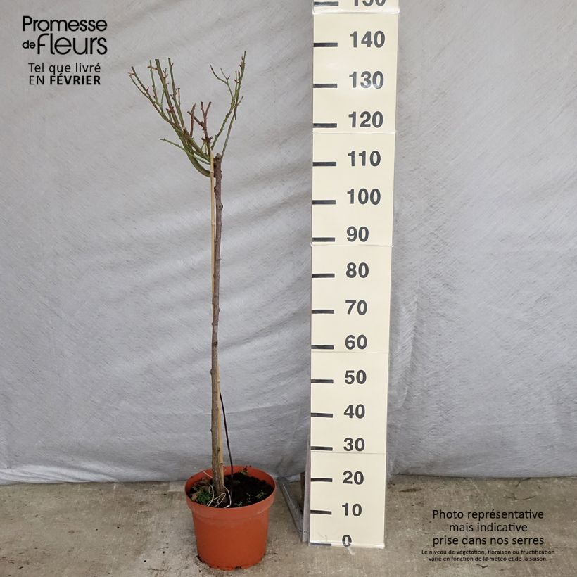 Example of Rosier tige hybride de Thé Nostalgie Pot de 6L/7L, Tige, Tige de 90/120 as you get in hiver