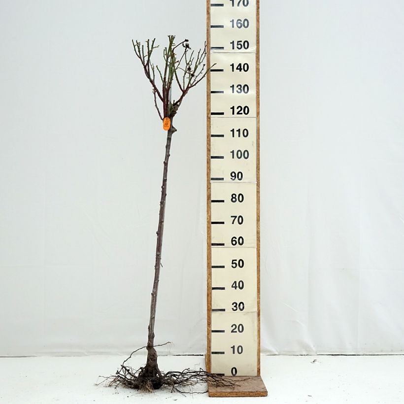 Example of Rosier tige Oriental Peace Racines nues, Tige, Tige de 90/120 as you get in hiver